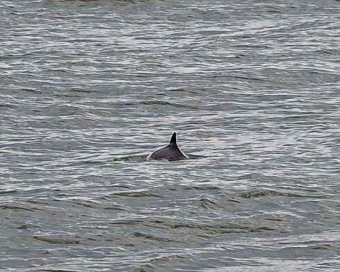 Porpoise-2026-05-02-3