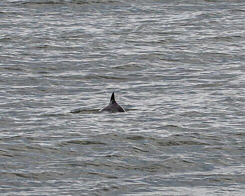 Porpoise-2026-05-02-4