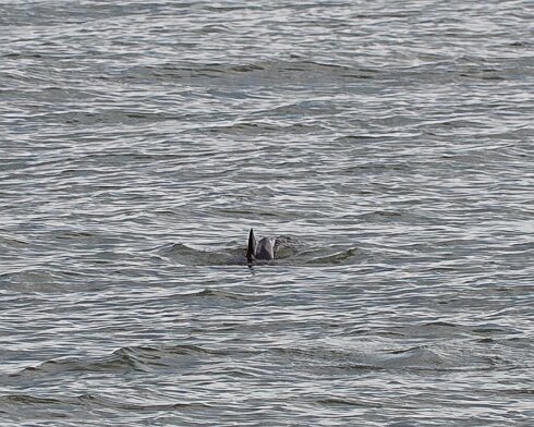 Porpoise-2026-05-02-5