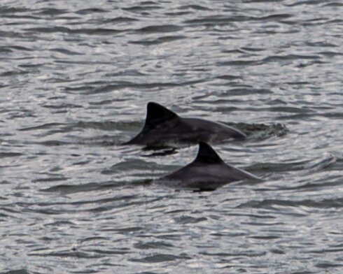 Porpoise-2026-05-02-6