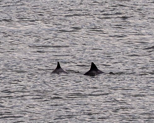 Porpoise-2026-05-02-7