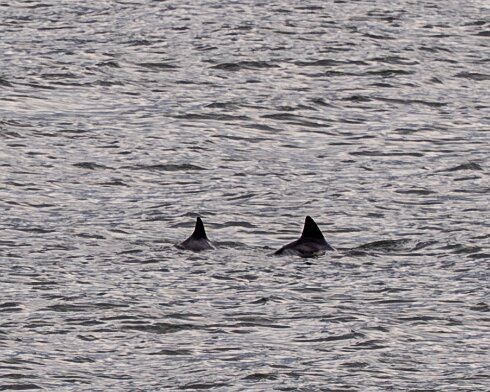 Porpoise-2026-05-02-8