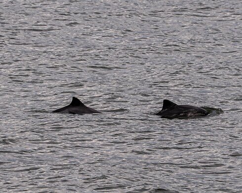 Porpoise-2026-05-02-9