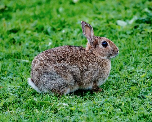 Rabbit-2020-09-16