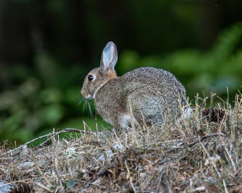 Rabbit-Blair-Athol-2025-09-19-1