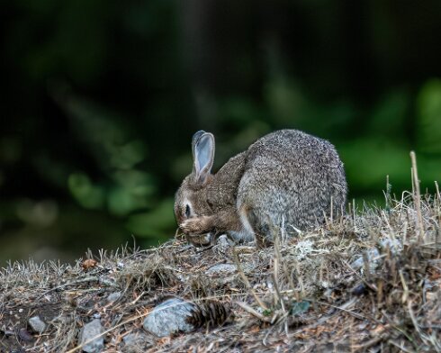 Rabbit-Blair-Athol-2025-09-19-2