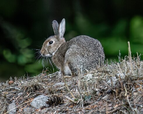 Rabbit-Blair-Athol-2025-09-19-3