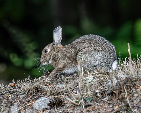Rabbit-Blair-Athol-2025-09-19-5