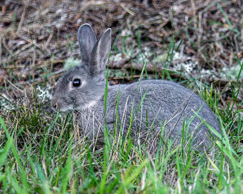Rabbit-Blair-Athol-2025-09-19-6