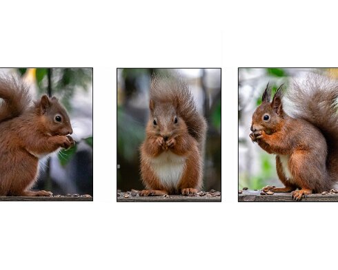 Red-Squirrel-2