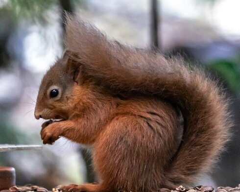 Red-Squirrel-2018-10-15-1