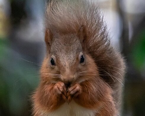 Red-Squirrel-2018-10-15-2