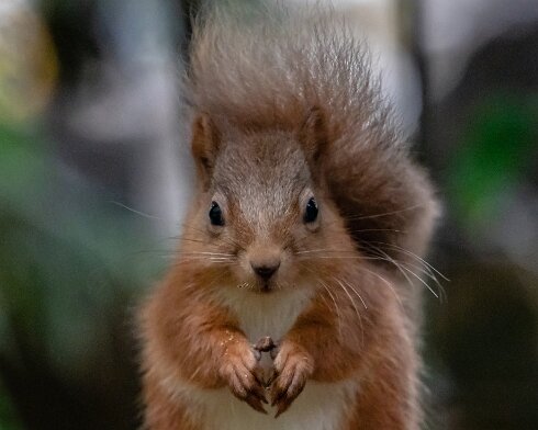 Red-Squirrel-2018-10-15-4