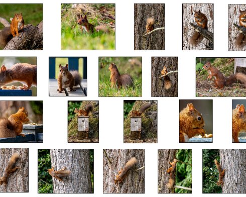 Red-Squirrel-2