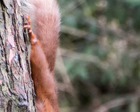 Red-Squirrel-2015-04-02-1