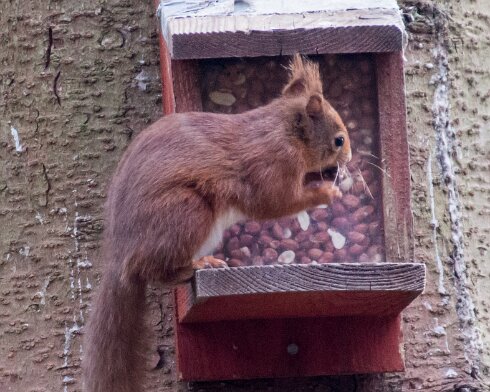 Red-Squirrel-2015-04-02-1_1