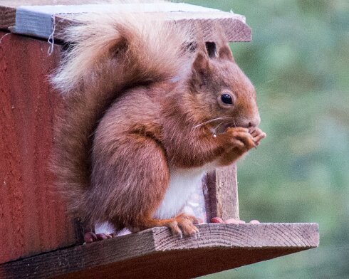 Red-Squirrel-2015-04-02