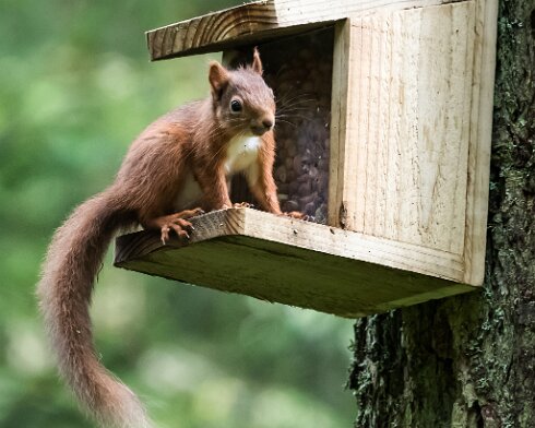 Red-Squirrel-2017-08-23-1