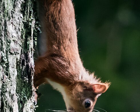 Red-Squirrel-2017-08-23-2