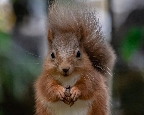 Red-Squirrel-2018-10-15-1
