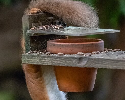 Red-Squirrel-2018-10-15-10