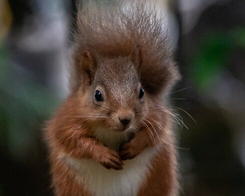 Red-Squirrel-2018-10-15-3