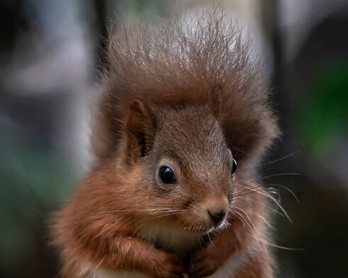 Red-Squirrel-2018-10-15-4