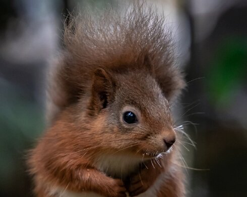 Red-Squirrel-2018-10-15-5