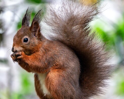 Red-Squirrel-2018-10-15-6