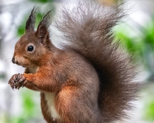 Red-Squirrel-2018-10-15-7