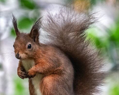 Red-Squirrel-2018-10-15-8