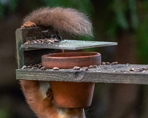 Red-Squirrel-2018-10-15-9
