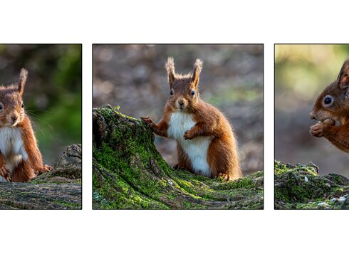 Red-Squirrel-3