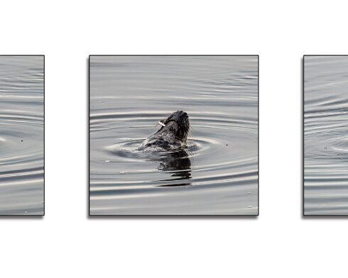Seal-at-Forth-Bridge-1