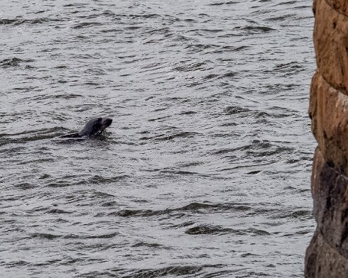 Seal-at-Forth-Bridge-2022-07-16-1
