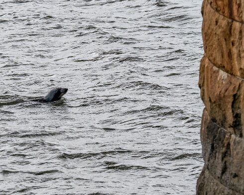 Seal-at-Forth-Bridge-2022-07-16-2