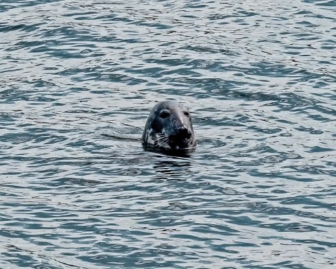 Seal-at-Forth-Bridge-2022-07-16-3