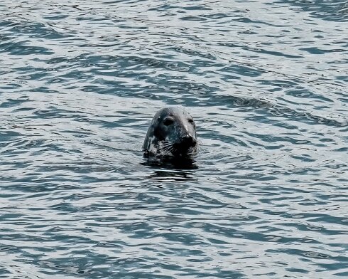 Seal-at-Forth-Bridge-2022-07-16-4