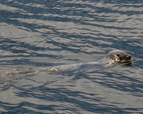 Seal-at-Forth-Bridge-2023-07-12-1