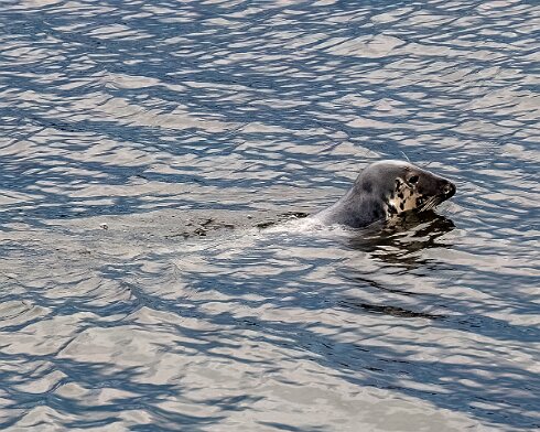 Seal-at-Forth-Bridge-2023-07-12-3