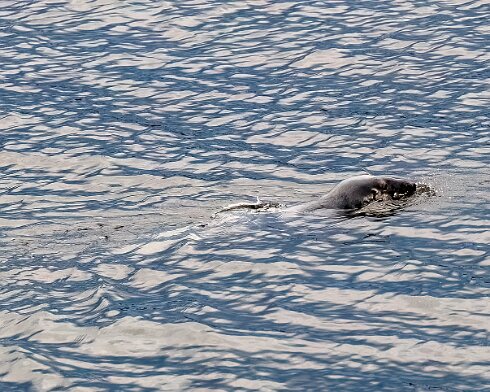Seal-at-Forth-Bridge-2023-07-12-4