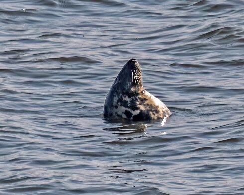 Seal-at-Forth-Bridge-2023-09-06