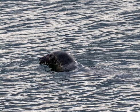 Seal-at-Forth-Bridge-2023-09-11-1