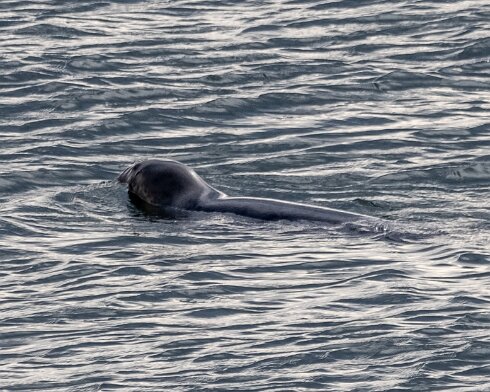 Seal-at-Forth-Bridge-2023-09-11-3