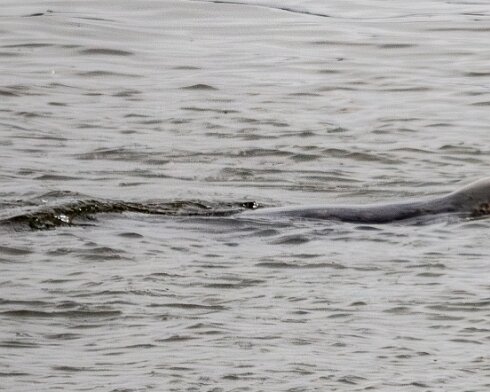 Seal-at-Forth-Bridge-2023-09-16-1