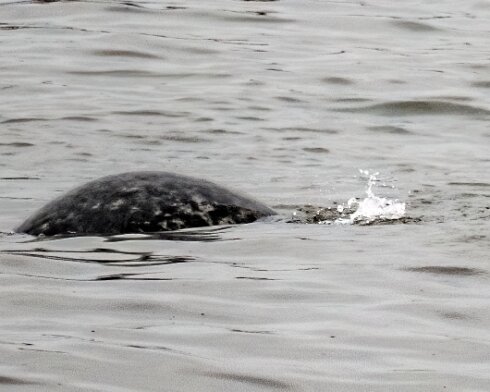 Seal-at-Forth-Bridge-2023-09-16-4