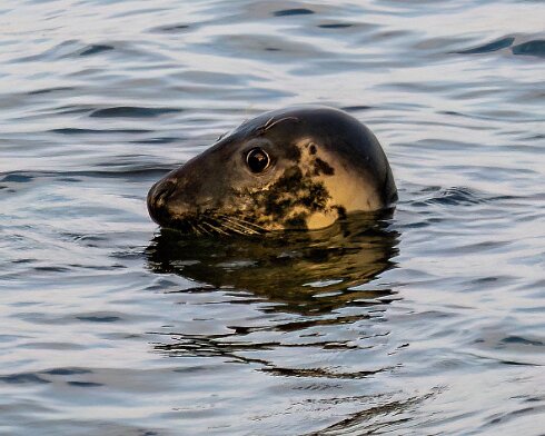 Seal-at-Forth-Bridge-2025-07-24-1