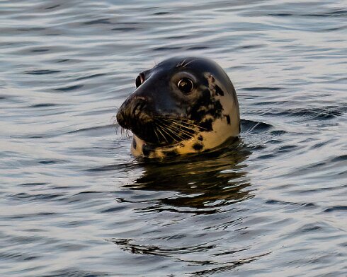 Seal-at-Forth-Bridge-2025-07-24-2