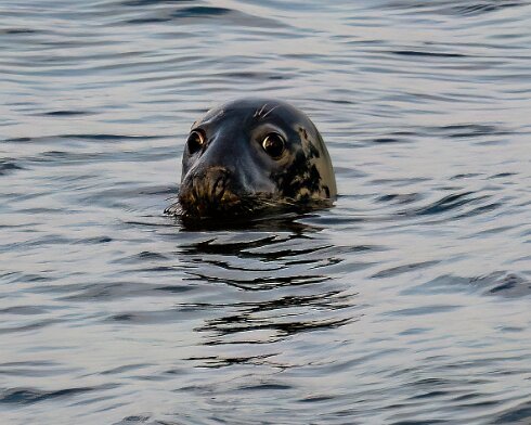 Seal-at-Forth-Bridge-2025-07-24-3