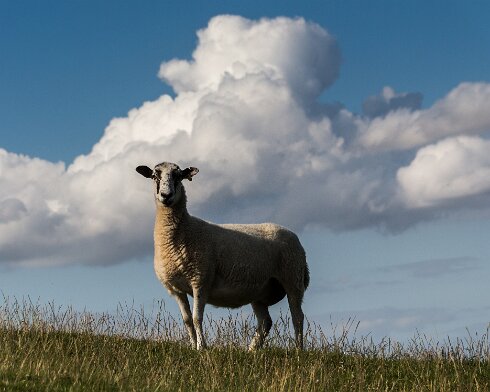 Sheep-2015-08-16-1